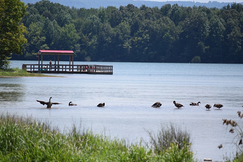 Canada geese browse the shallows at Winchester Municipal Park in Franklin County, Tenn., on Aug. 13, 2015.