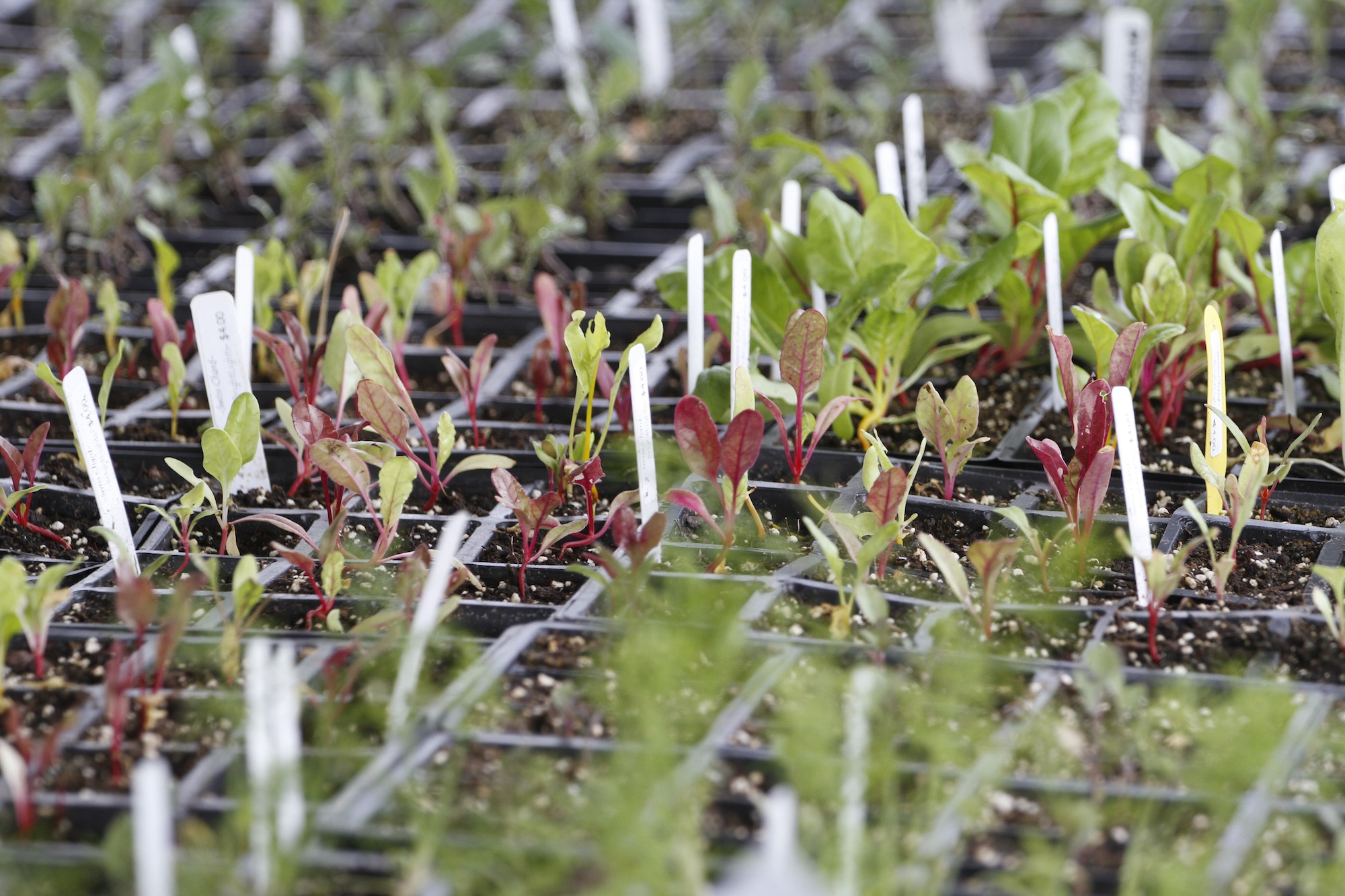There will be 42 types of vegetable, herbs and perennial starts for sale Sept. 12 at Crabtree Farms' fall plant sale, propagated in the nurseries of the urban farm.