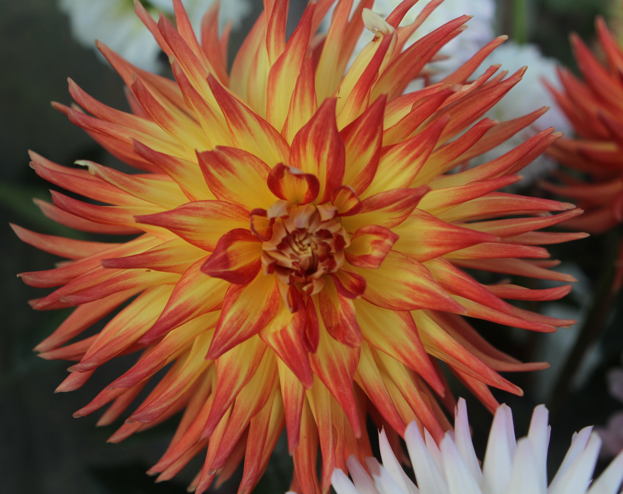 The Hilltop St. Charles dahlia is an 8-inch fireball of orange and yellow.