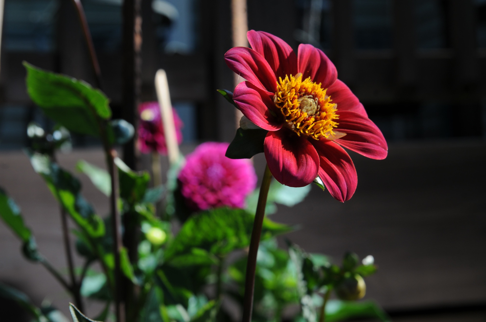 DAHLIA POSSIBLY FOR CUTOUT? No cutline