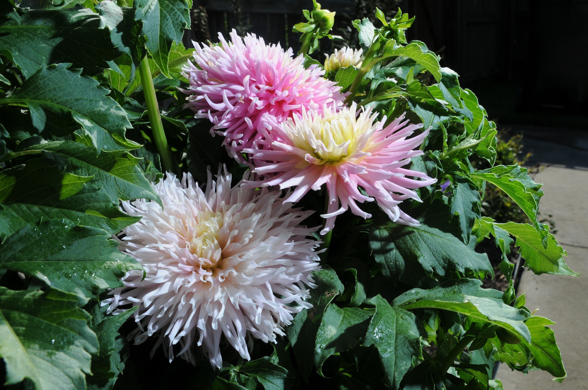 Visitors to the Tennessee Dahlia Society's 20th show on Sept.19-20 will see hundreds of dahlia blooms as well as be able to purchase individual blooms to take home.