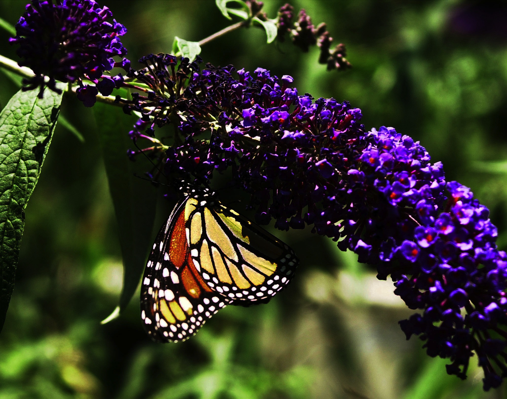 Learn what plants will draw butterflies to your back yard at a workshop on Saturday at Crabtree Farms.