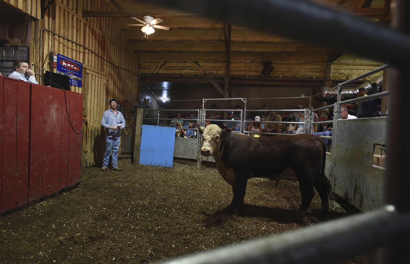 Brandon Neely, left, calls an auction Monday, June 29, 2015 at Morris Brothers stockyard in Pikeville, Tenn., as Lee Morris, right, watches. Neely recently won the livestock auctioneering world championship.