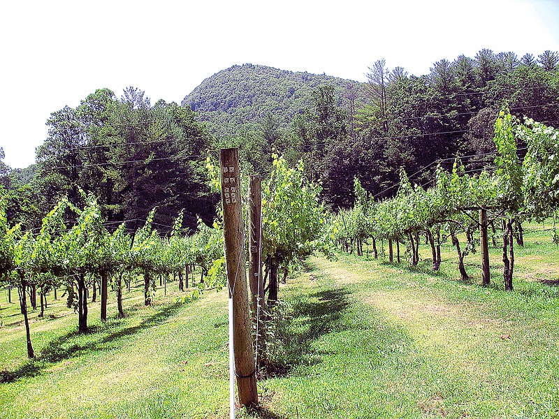 In this undated photo, one of three vineyards at Tiger Mountain Winery in Tiger, Ga., is seen. Coming into this tiny Blue Ridge Mountain community of 350, you know exactly where you are. From the cool breeze that blows sweet and clear as moonlight through the pines in the surrounding Chattahoochee National Forest, to the UGA Dawgs signage hanging off seemingly every other car or storefront, it looks and feels unmistakably like Georgia here.