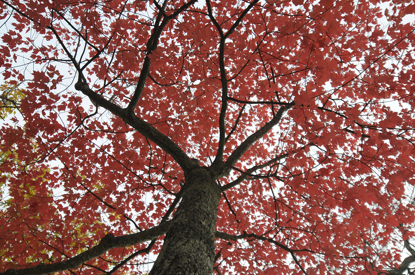 Jun 9, 2012-- A maple tree is covered with bright leaves at Cloudland Canyon State Park.