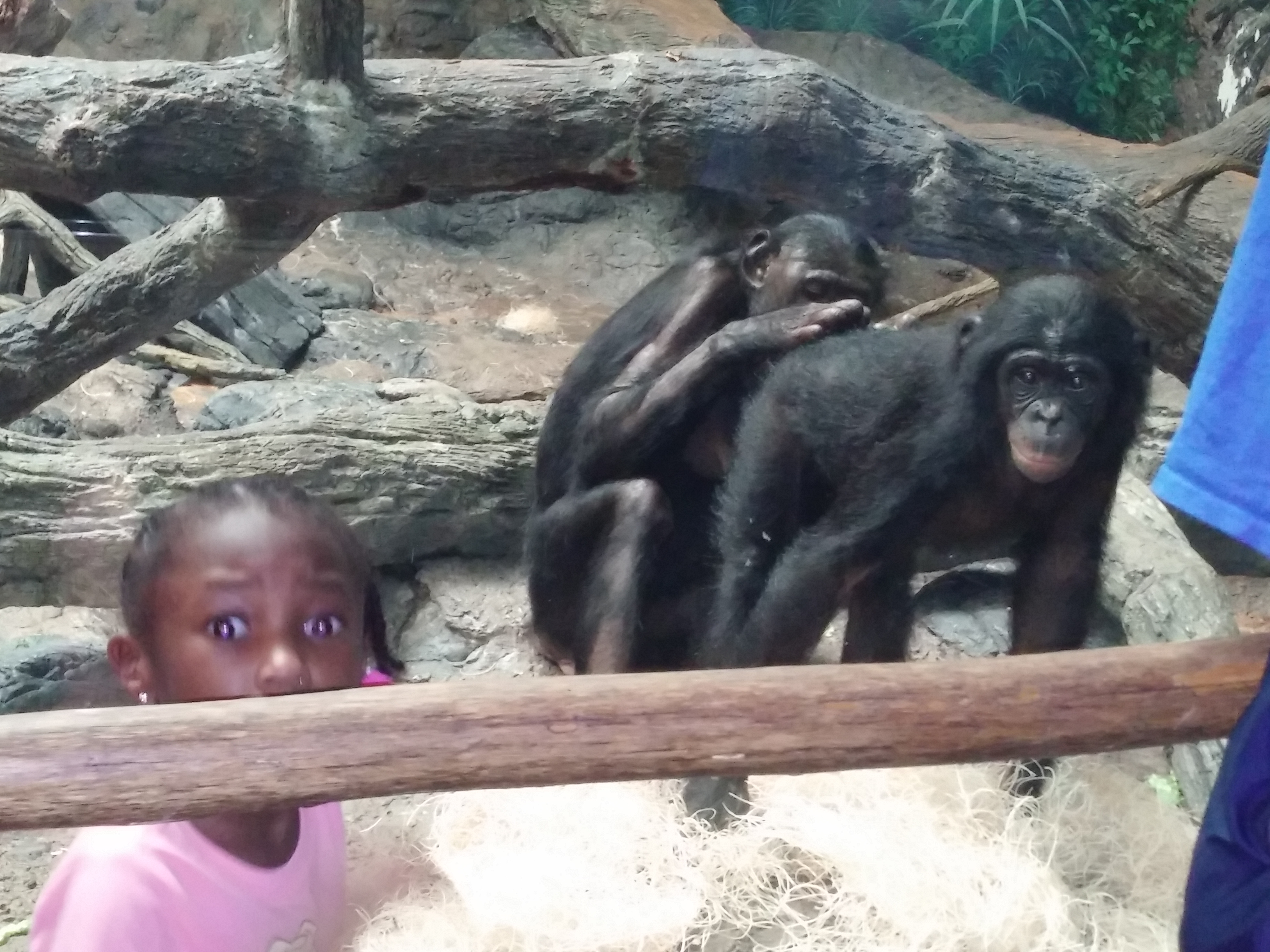 During the Thompson family's vacation to the Cincinnati Zoo and Botanical Garden, daughter Amori, 5, was terrified by animals interactions. As her father, David, says: 
