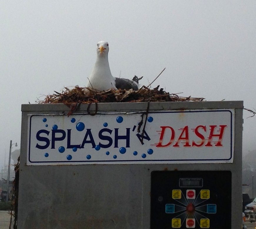 This gull at Elkhorn Slough in California was very vocal in her displeasure at us for getting too close.