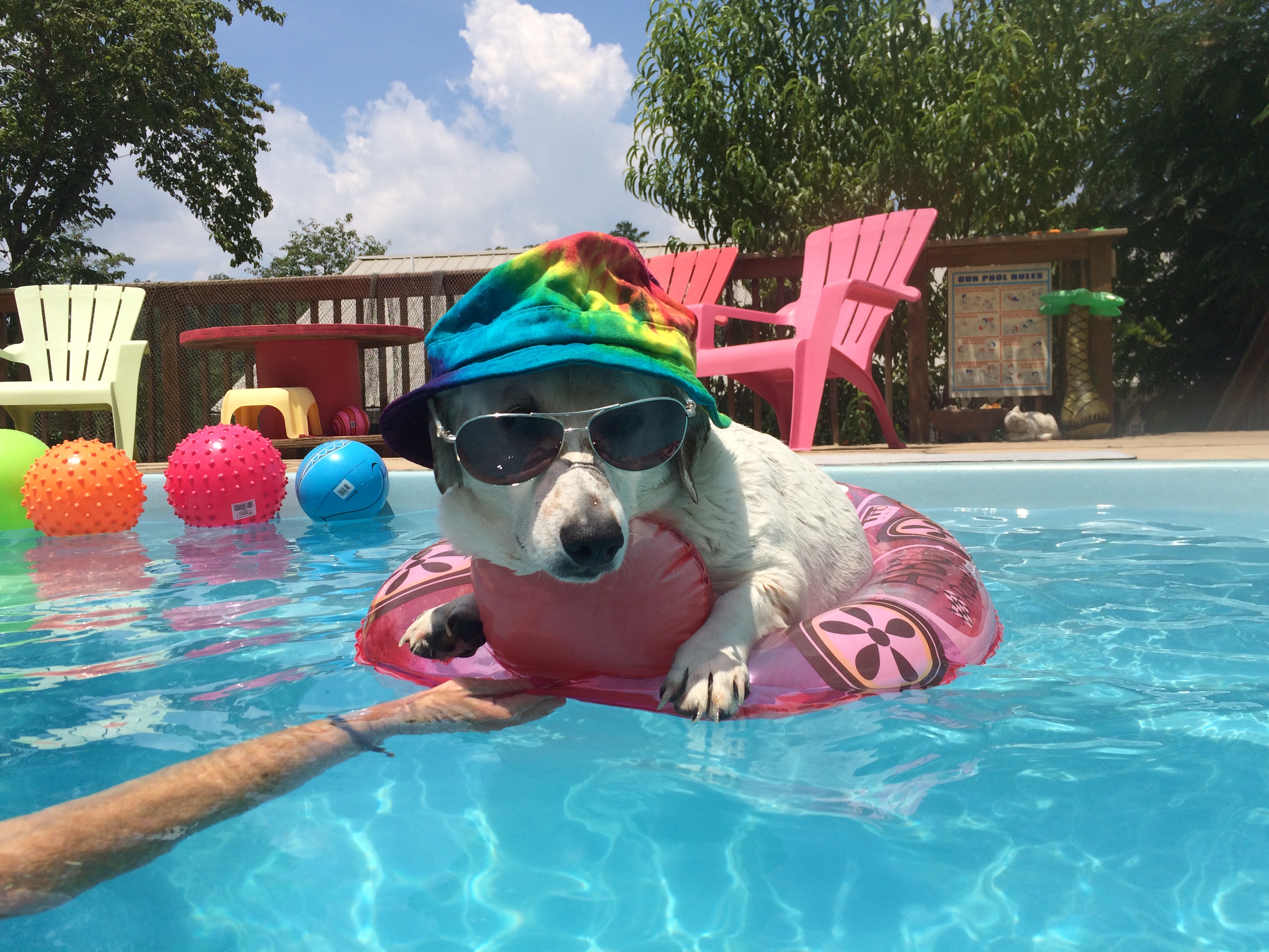 Oma Palmer's dog, Pea, finds a great way to chill during the summer heat.