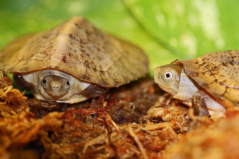 Five Beal's-eyed Turtles hatched at the Tennessee Aquarium recently, a significant conservation milestone for this species.
