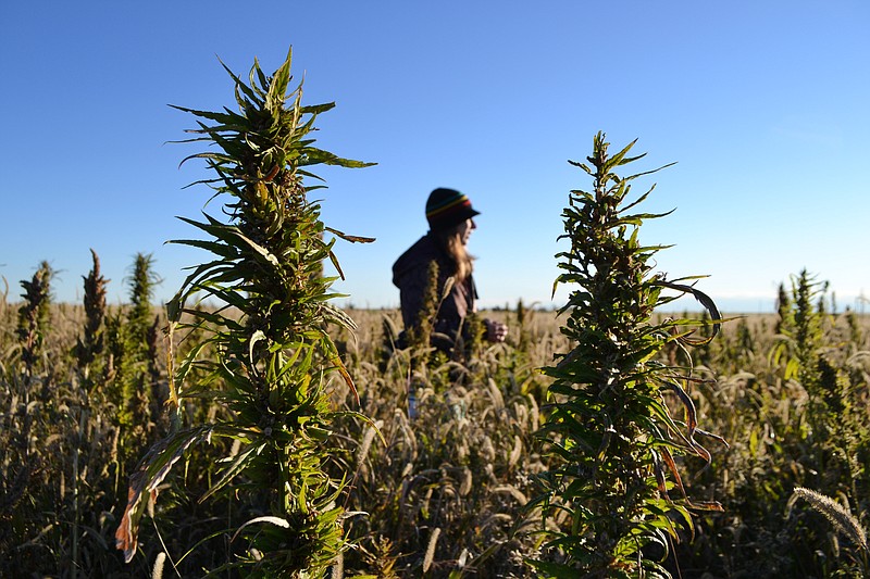 
              FILE - In this Oct. 5, 2013 file photo, a volunteer walks through a hemp field at a farm in Springfield, Colo.One of Oregon’s first hemp farmers says a lack of seed is making it tough to get going. Josephine County Commissioner Cheryl Walker says that fertile seed is expensive and hard to come by, because the federal government prohibits imports. Harvesting machinery is expensive, and there is no plant in Oregon to process the plants into fiber, seed and oil.  (AP Photo/P. Solomon Banda)
            