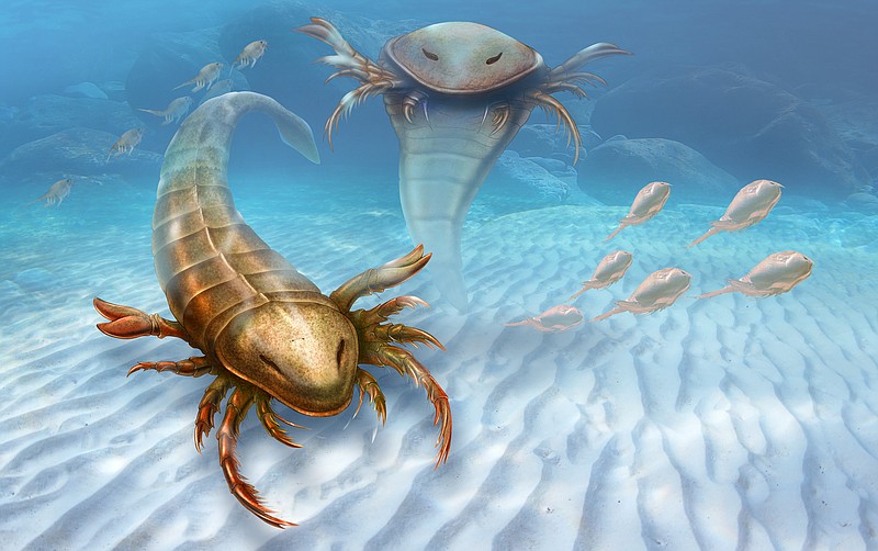 
              This rendering provided by Yale University shows a Pentecopterus decorahensis. Earth’s first big predatory monster was a weird water bug, newly found fossils show. Almost half a billion years ago, Earth’s dominant large predator was a sea scorpion that grew to 5 feet 7 inches with a dozen claw arms sprouting from its head and a spike tail, according to a new study. (Patrick J. Lynch/Yale University via AP)
            