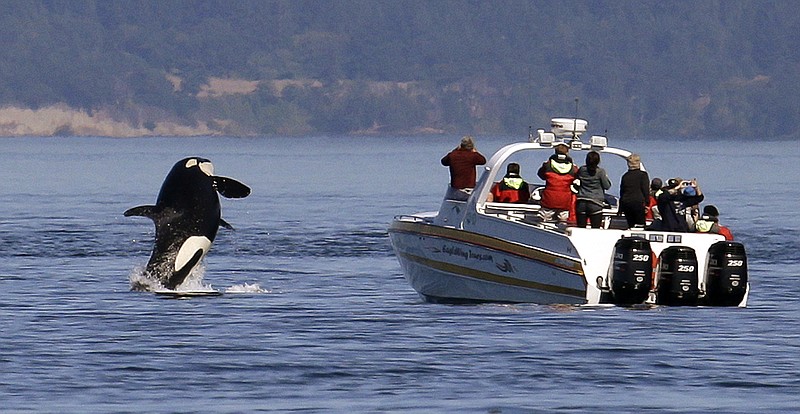 
              In this photo taken July 31, 2015, an orca whale leaps out of the water near a whale watching boat whose passengers happen to be looking the other way in the Salish Sea in the San Juan Islands, Wash. The combination of boats and whales has state and federal authorities worried, especially this year, now that the Southern Resident pod of killer whales has four new calves. By federal and state law, boaters are required to stay 200 yards parallel from the orcas and give them 400 yards in front. (AP Photo/Elaine Thompson)
            