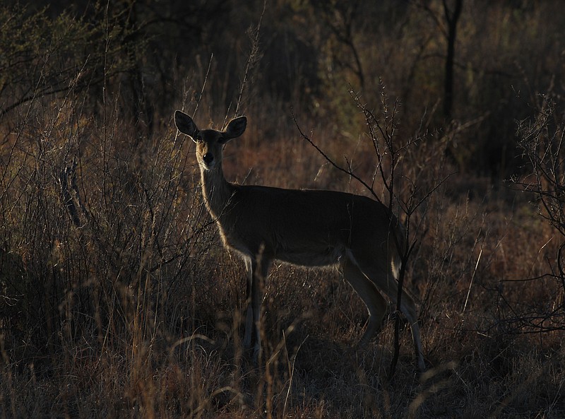 South Africa hunting reserve caters to bow and arrow hunters ...