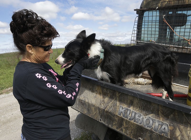
              Alda Owen pets her farm service dog Sweet Baby Jo after moving cattle on her farm near Maysville, Mo., Wednesday, Aug. 19, 2015. (AP Photo/Orlin Wagner)
            