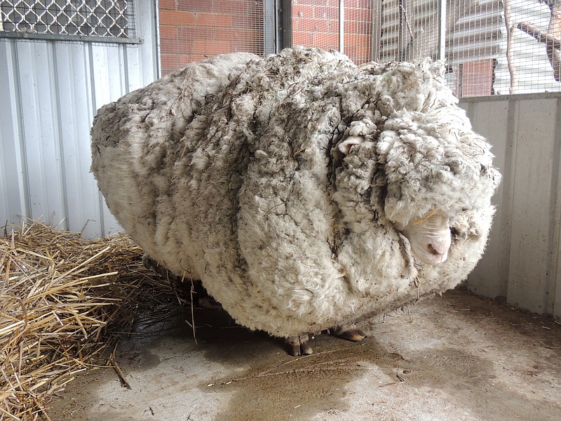 
              In this photo provided by the RSPCA/Australian Capital Territory, an overgrown sheep found in Australian scrubland is prepared to be shorn in Canberra, Australia, Thursday, Sept. 3, 2015. The wild, castrated merino ram named Chris, yielded 40 kilograms (89 pounds) of wool — the equivalent of 30 sweaters — and sheded almost half his body weight. (RSPCA ACT/ via AP) EDITORIAL USE ONLY, NO SALES
            