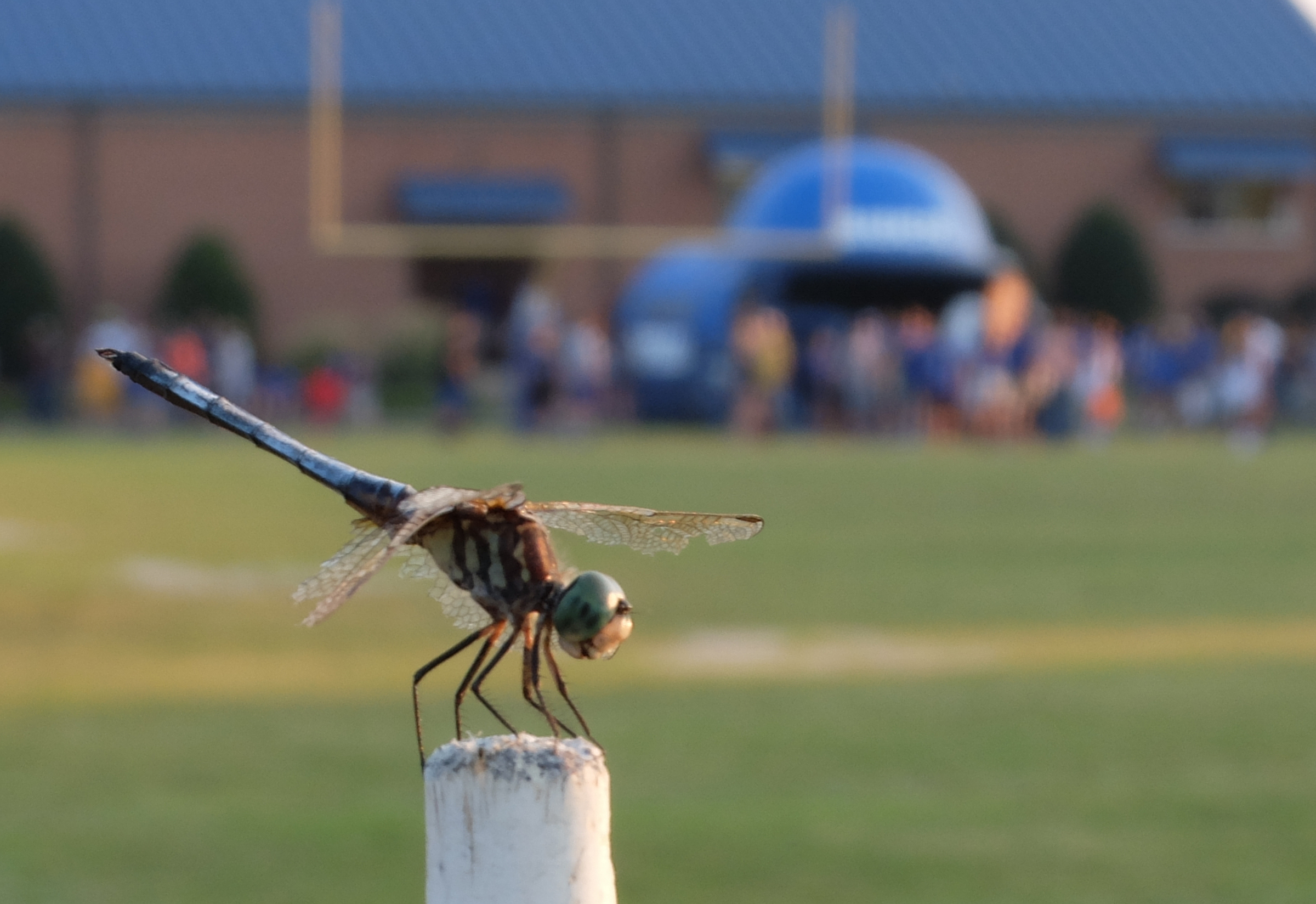 On the sideline, this dragonfly appears to have its natural helmet on and ready for the contest at Boyd-Buchanan Friday night against Brainerd.