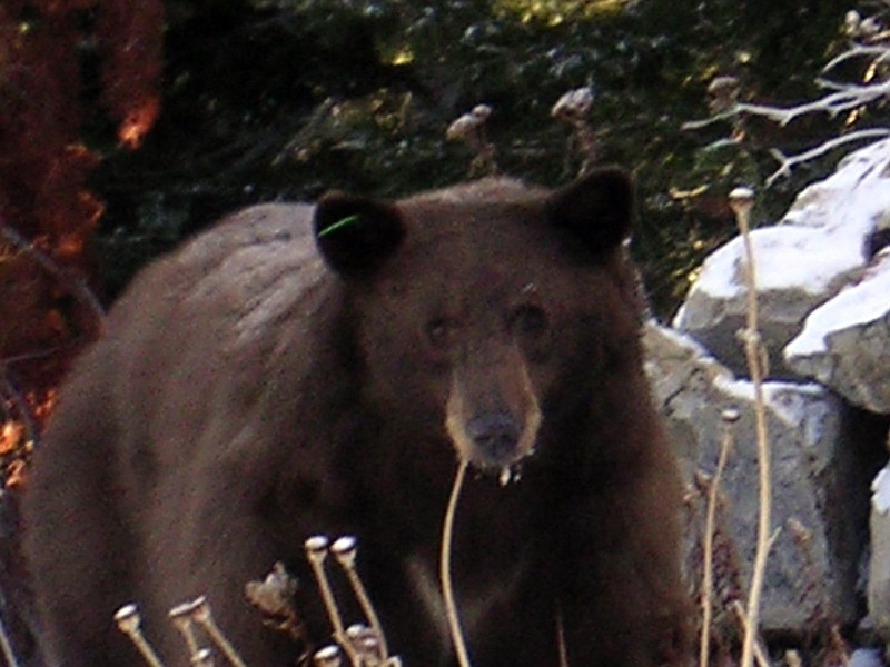 
              A 2005 photo provided by the Nevada Department of Wildlife shows a female black bear known as Green 108 in the mountains above Lake Tahoe near Stateline, Nev.  The bear known by her tag number, Green 108, has had three cubs from the same litter euthanized after biologists say she taught them to break into homes to get food. (Carl Lackey, Nevada Department of Wildlife via AP)
            