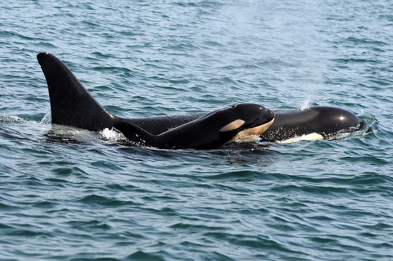 
              This September 2015 photo provided by the Center for Whale Research taken under National Marine Fisheries Service research permit No. 15569, shows a killer whale calf off British Columbia's coast. The Washington state-based Center for Whale Research said the baby dubbed L122 was spotted with its mother Sunday, Sept. 6, and is the newest member of the pod since last December. (David Ellifrit/Center for Whale Research No. 15569, via AP) MANDATORY CREDIT
            