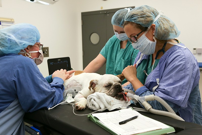 
              This undated photo provided by the National Geographic Channels shows staff anesthesiologist Annatasha Bartel, right, sedating Millie the bulldog in preparation for surgery in Ithaca, N.Y. "Vet School" is a new Nat Geo Wild series that follows a group of students through rotations at prestigious Cornell University College of Veterinary Medicine. The one-hour show premieres Sept. 19, with an episode called "Crash Course," as the production crew of four begins shadowing seven students around the Ithaca campus.  (Lisa Tanzer/National Geographic Channels via AP)
            