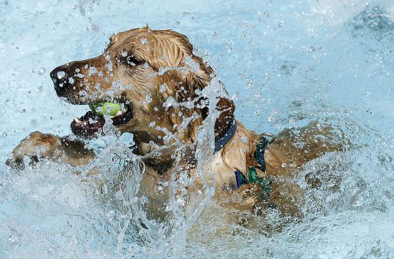 A golden retriever swims with a ball during McKamey Animal Center's annual Doggie Paddle Pool Party at Warner Park Pool on Saturday, Sept. 12, 2015, in Chattanooga, Tenn. Pet owners and their dogs take over the pool for the event, which benefits McKamey, to swim, wade, or play in the splash park.