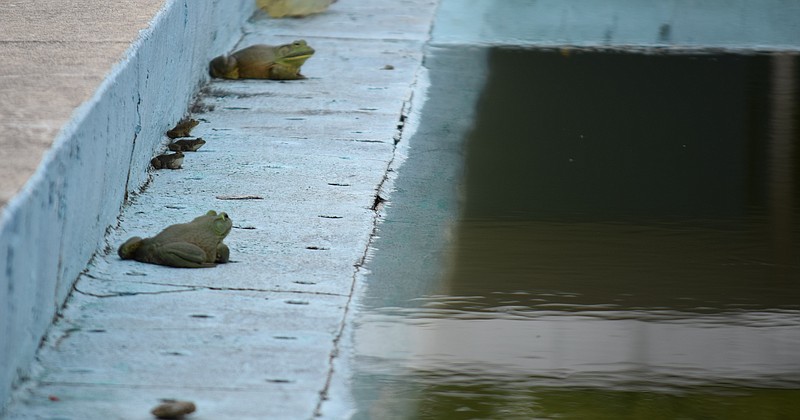 A $300,000 gift to the city of Etowah could result in a new swimming pool to replace the dilapidated pool at the corner of Sixth Street and Louisiana Avenue. The old pool has not been used, at least by humans, in several years. Here, some baby bullfrogs are bracketed by some bigger ones all of whom appear to be in need of lounge chairs.
