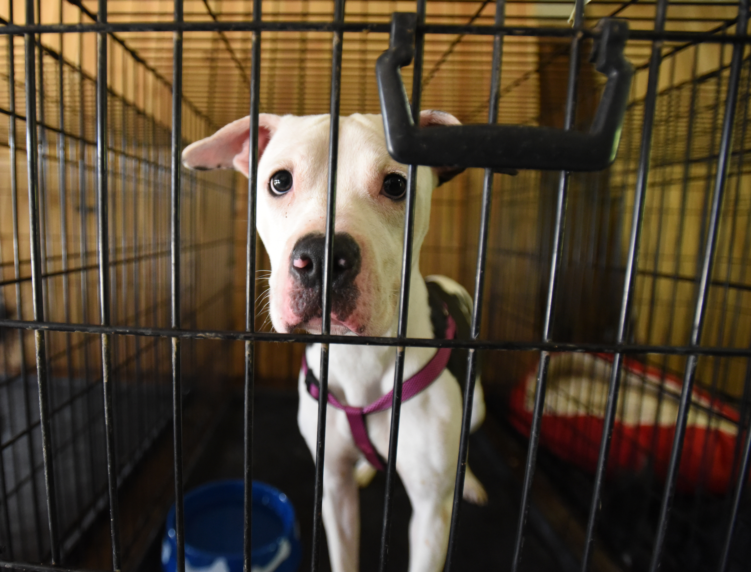 Lucy, a pit bull, looks out of her crate Wednesday, September 16, 2015, at the East Ridge Animal Shelter. Many animals who once lived at Superior Creek Lodge are currently being housed at the shelter.