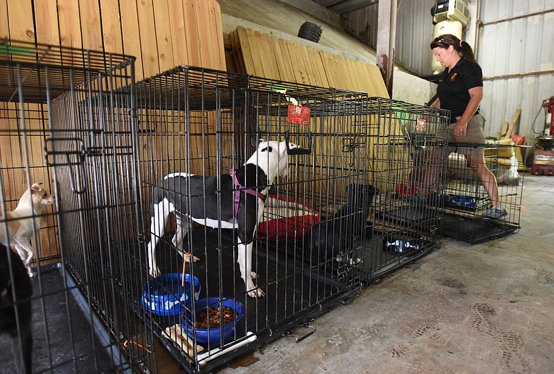 Animal services supervisor for the city of East Ridge, Andrea Dillard, moves an empty crate from the line Wednesday, September 16, 2015, at the East Ridge Animal Shelter. Many animals who once lived at Superior Creek Lodge are currently being housed at the shelter.