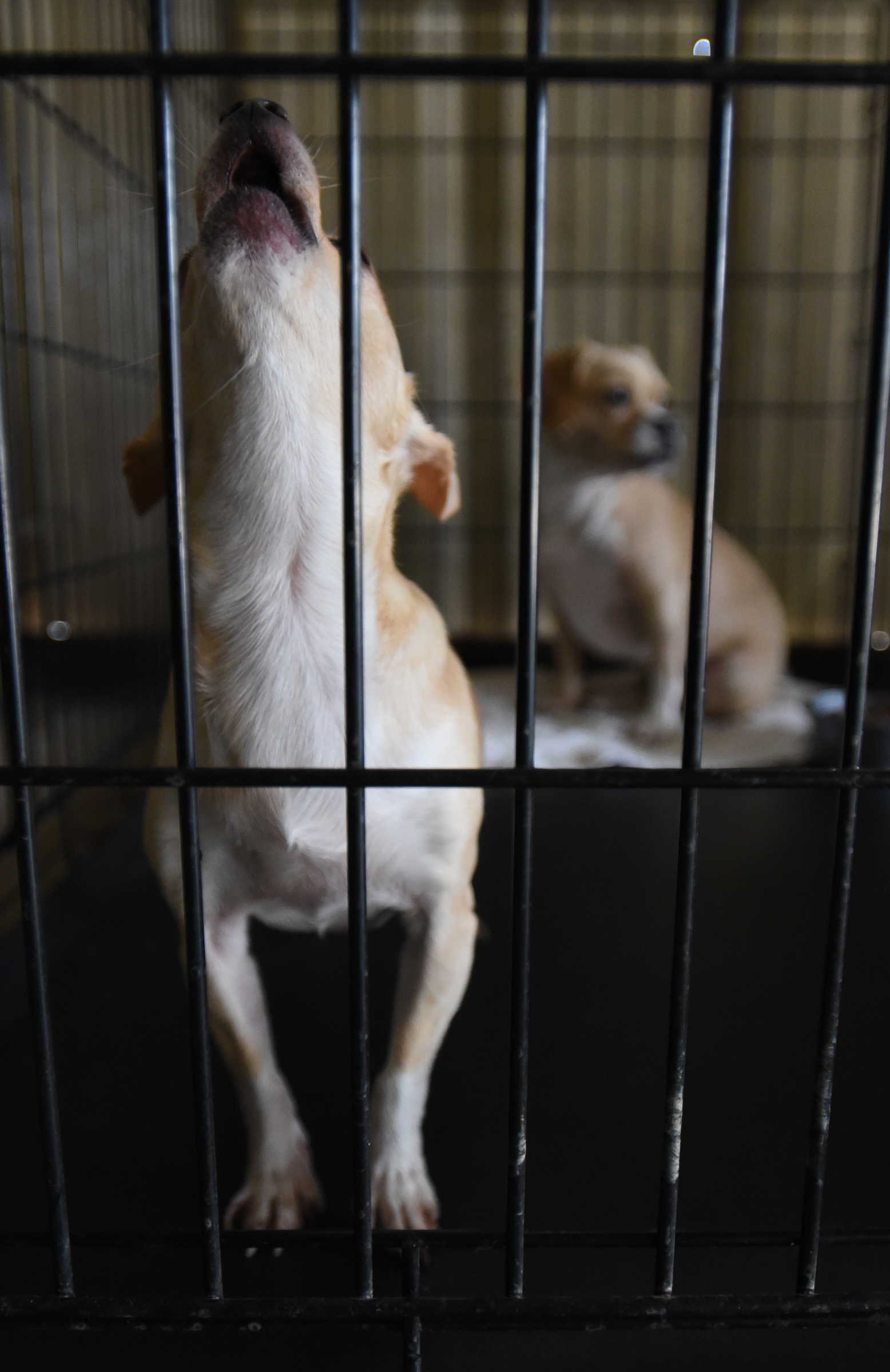 Dogs sit in their crates Wednesday, September 16, 2015, at the East Ridge Animal Shelter. Many animals who once lived at Superior Creek Lodge are currently being housed at the shelter.
