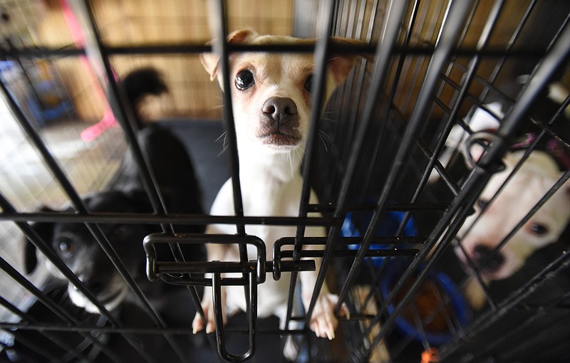 Dogs looks out of their crates Wednesday, September 16, 2015, at the East Ridge Animal Shelter. Many animals who once lived at Superior Creek Lodge are currently being housed at the shelter.
