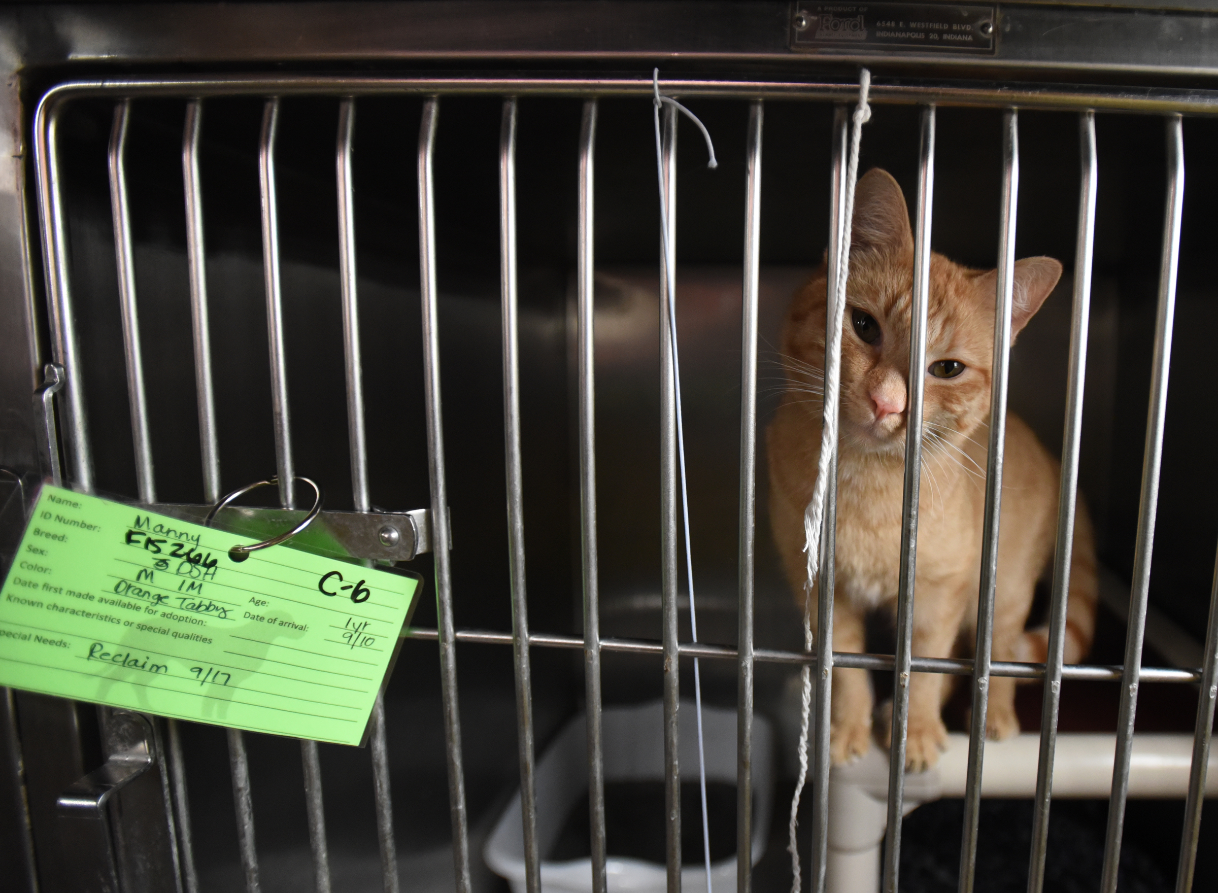An orange tabby looks out of his crate Wednesday, September 16, 2015, at the East Ridge Animal Shelter. Many animals who once lived at Superior Creek Lodge are currently being housed at the shelter.