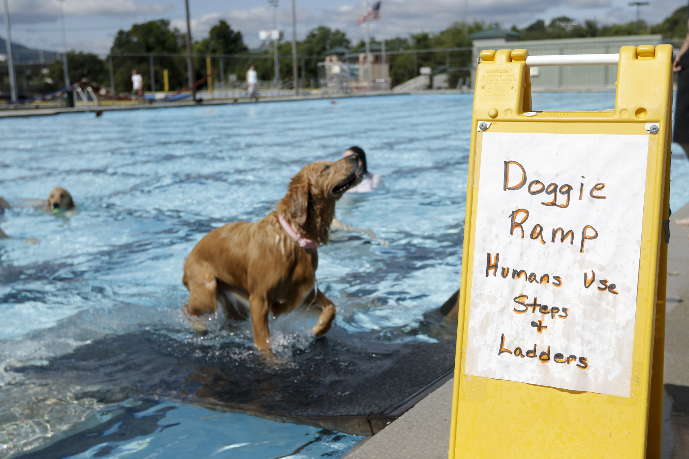 A ramp to help dogs get in and out of the water was installed at the Warner Park pool for the event.