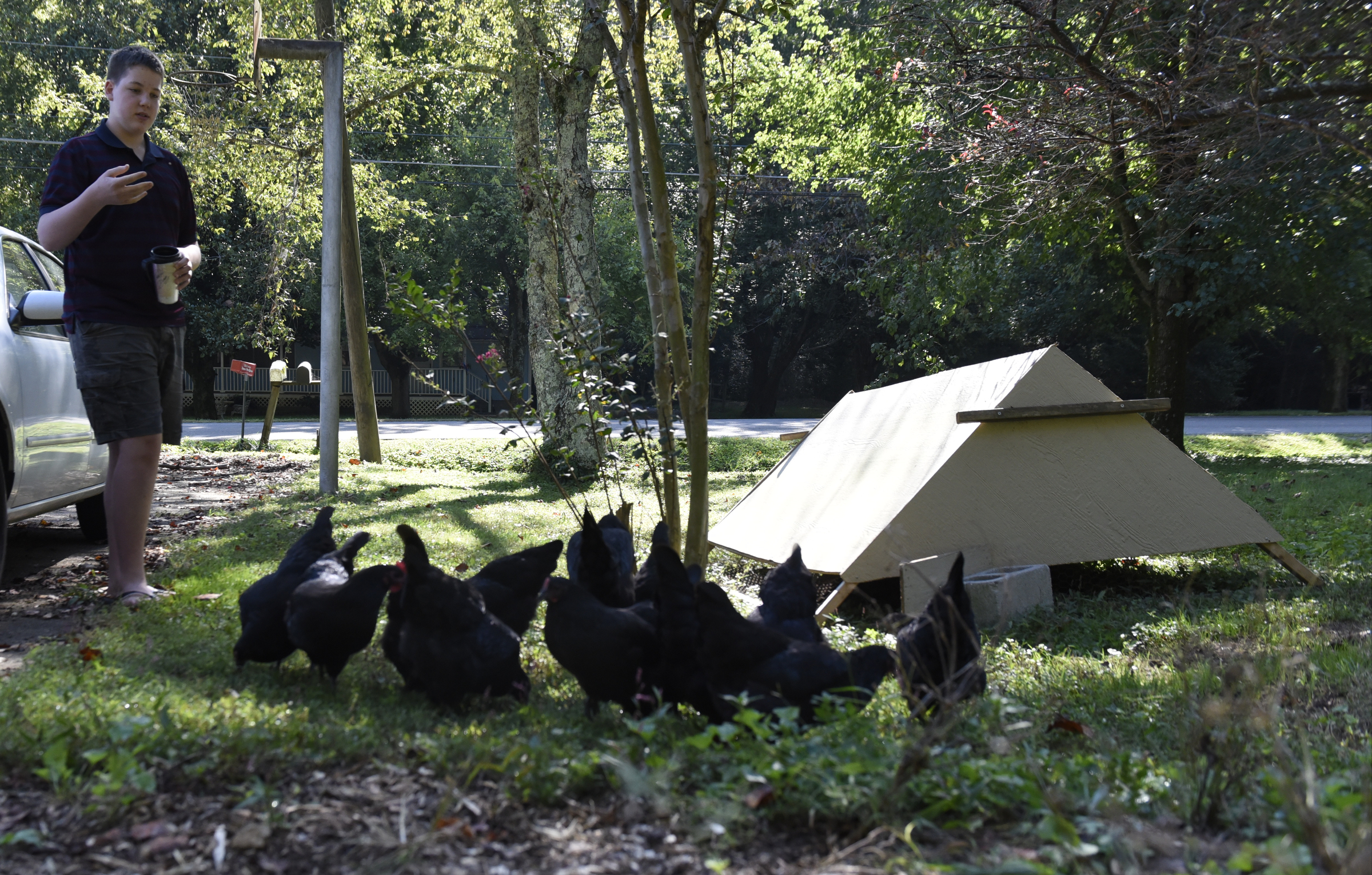 Cooper Plotner feeds his black australorp chickens on Thursday, Sept. 17, 2015, at his home in Soddy-Daisy, Tenn. He will entry three of the chickens in the poultry competition in the upcoming Hamilton County Fair.