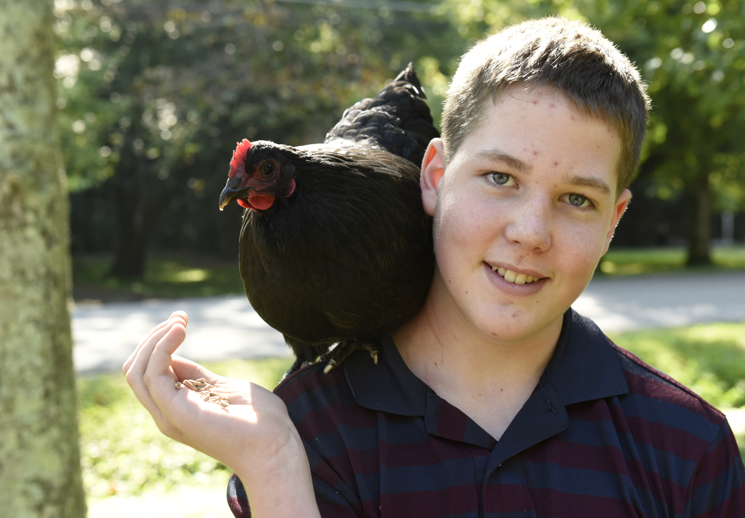 Cooper Plotner uses a handful of feed to pose with one of his black australorp chickens on Thursday, Sept. 17, 2015, at his home in Soddy-Daisy, Tenn. He will entry three of the chickens in the poultry competition in the upcoming Hamilton County Fair.