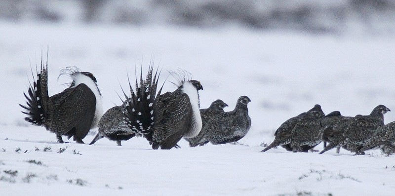 
              In this Saturday, April 20, 2013, photo, male Greater Sage Grouse, front, performs a mating ritual for females on a lake outside Walden, Colo. A formal announcement on the bird's future will be made Tuesday, Sept. 22, 2015, by U.S. Interior Secretary Sally Jewell at the Rocky Mountain Arsenal in Commerce City, Colo. (AP Photo/David Zalubowski)
            