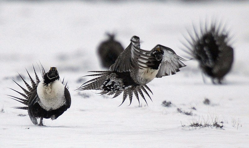 
              In this Saturday, April 20, 2013 photo, a pair of male greater sage grouse fight on a lake outside Walden, Colo. On Tuesday, Sept. 22, 2015, the Interior Department that the ground-dwelling bird whose vast range spans 11 Western states, does not need federal protections following a costly effort to reverse the species' decline without reshaping the region's economy. (AP Photo/David Zalubowski)
            