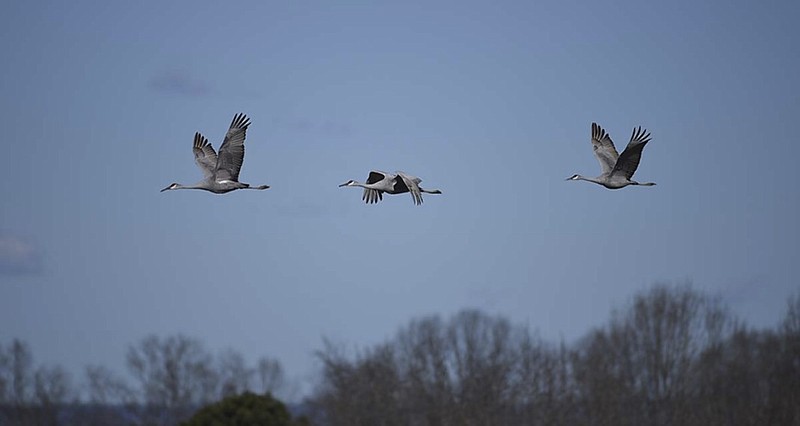 Sandhill Cranes fly during last year's Tennessee Sandhill Crane Festival at Hiwassee Wildlife Refuge. At the time, a Chickamauga Lake-wide count logged 32,700 of the birds.