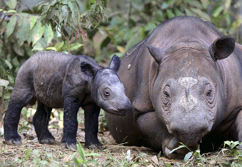 
              FILE - In this June 25, 2012 file photo, female Sumatran rhino named Ratu, right, is seen with her newly-born calf at Way Kambas National Park in Lampung, Indonesia. Ratu is pregnant with her second calf at an Indonesian sanctuary in the original habitat of the highly endangered species, a government conservation official said Wednesday, Sept. 23, 2015. (AP Photo/File)
            