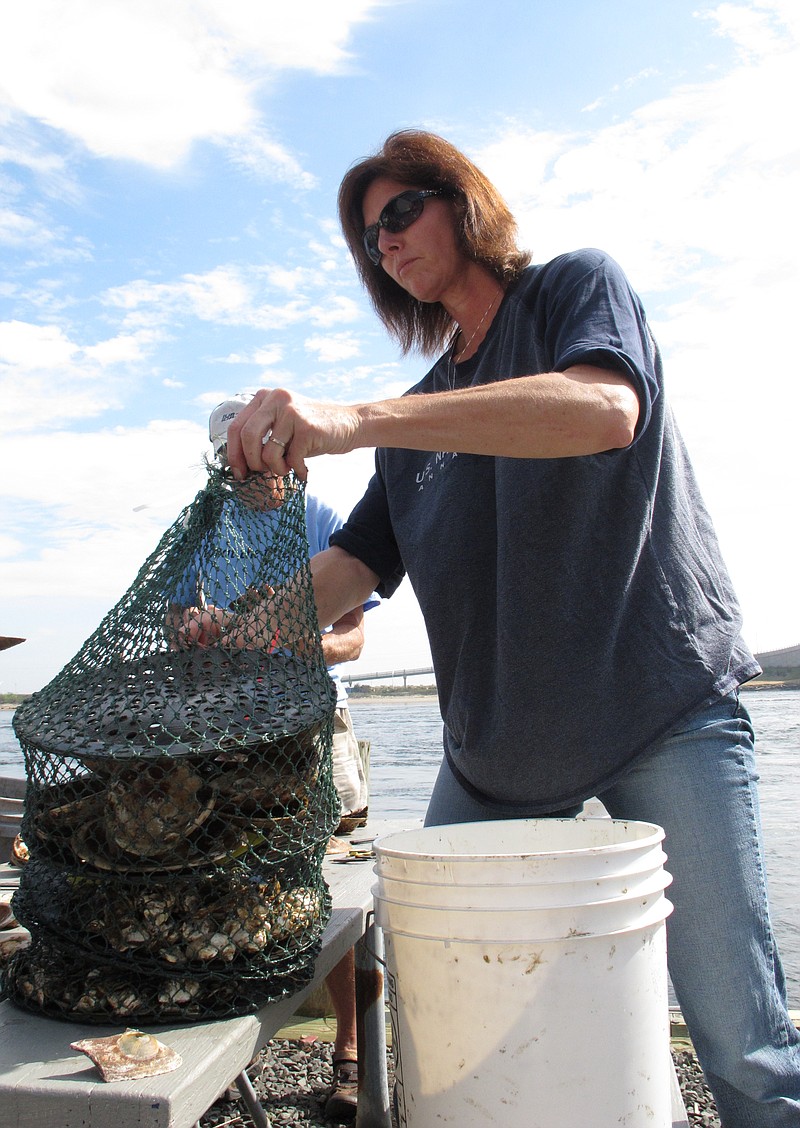 
              In this Sept. 25, 2011 photo,  Nancy Harrison volunteers at a project in Highlands N.J. to reestablish oyster colonies in Raritan Bay. New Jersey environmental regulators say it could take until Sept. 2016 for them to decide whether to permit widespread use of experimental oyster colonies to see if  they can help clean up polluted waterways. (AP Photo/Wayne Parry)
            