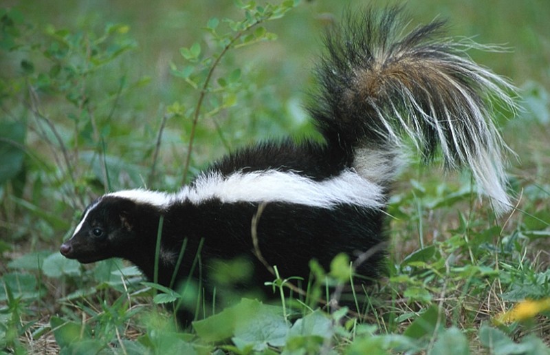 Photo of a skunk used under the Creative Commons license.