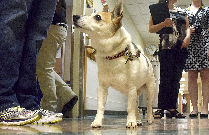 Therapy dog Georgia, a 12-year old Jack Russell Terrier owned by Susan Millican, waits in one of Erlanger Hospital's hallways.  Erlanger Hospital is taking applications from dog owners for their pet to be a therapy dog.