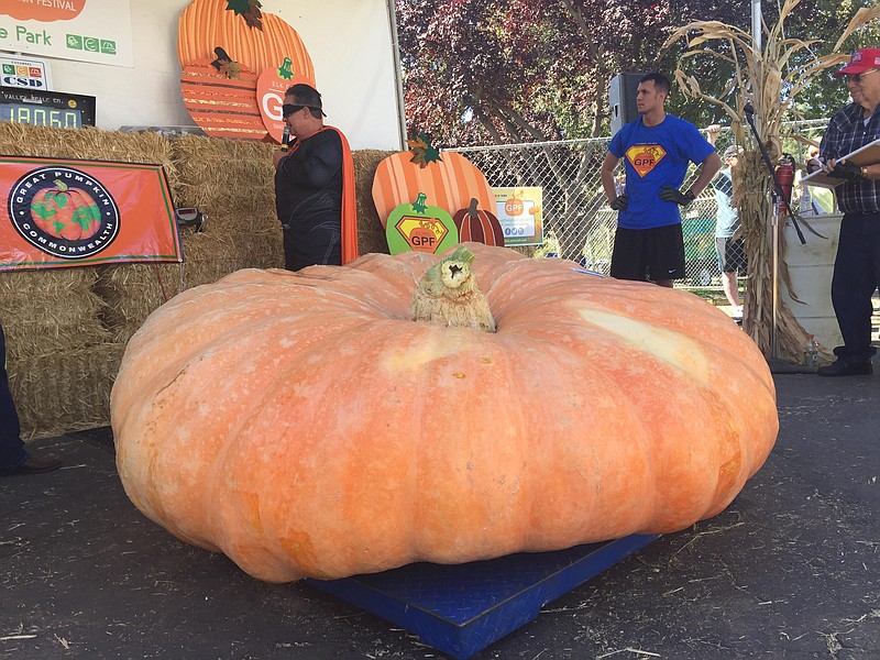 
              In this Saturday, Oct. 3, 2015, photo, the grand prize-winning pumpkin weighing in at 1,806 pounds is displayed at the Elk Grove Giant Pumpkin Festival in Elk Grove, Calif. This year's pumpkin grown by Tim Mathison, of Napa, Calif., wasn’t big and round, but wide and flat, leading judges to nickname it “The Flying Saucer.” (Sammy Caiola/Sacramento Bee via AP) MAGS OUT; LOCAL TELEVISION OUT (KCRA3, KXTV10, KOVR13, KUVS19, KMAZ31, KTXL40); MANDATORY CREDIT
            