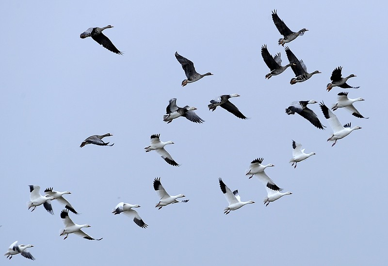 
              FILE - In this Wednesday, Feb. 15, 2012, file photo, migratory birds fly over Mad Island, Texas. Energy companies blamed for the deaths of migratory birds may be harder to prosecute under a century-old law that a federal court in September 2015 ruled applies only to intentional killings. (AP Photo/Pat Sullivan, File)
            