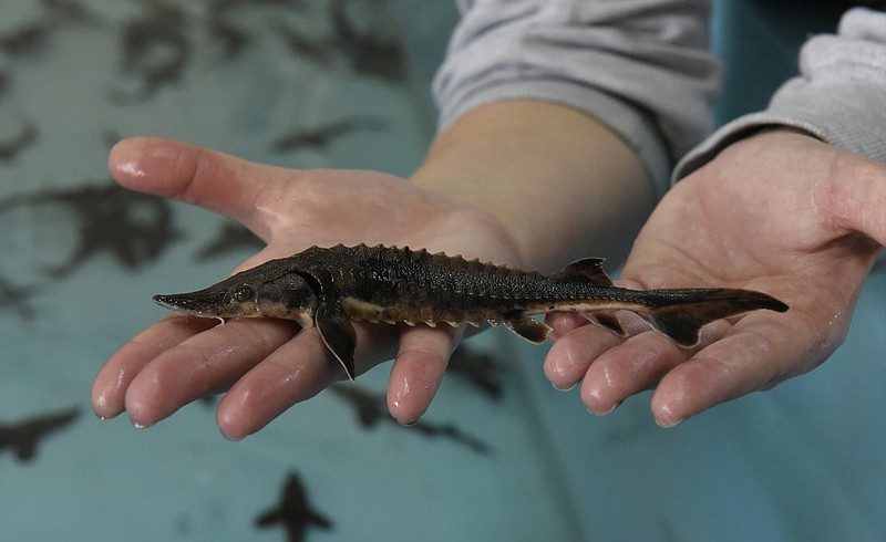 Science coordinator Shawna Mitchell holds a juvenile lake sturgeon at the Tennessee Aquarium's Animal Care Facility on Wednesday, Oct. 7, 2015, in Chattanooga, Tenn. About five inches long, this fish will be part of a Thursday release of 1,000 lake sturgeon on the French Broad River east of Knoxville. 