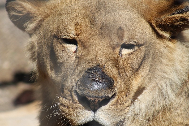 
              This June 21, 2012 photo provided by Lisa Kuehl flys on the nose and in the ear of a lion at Cricket Hollow Zoo in Manchester, Iowa. A federal lawsuit against the privately owned zoo that houses hundreds of animals, including exotic tigers and lemurs, could provide the first definitive court ruling in the country on how so-called “roadside zoos” must care for animals considered endangered. (Courtesy Lisa Kuehl via AP)
            