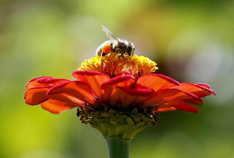 
              FILE - In this Sept. 1, 2015, file photo, a honeybee works atop gift zinnia in Accord, N.Y. While scientists have documented cases of tiny flies infesting honeybees, causing the bees to lurch and stagger around like zombies before they die, researchers don’t know the scope of the problem. Now they are getting help in tracking the honeybee-killing parasite from ZomBee Watch, created in 2012 by John Hafernik, a biology professor at San Francisco State University. (AP Photo/Mike Groll, File)
            