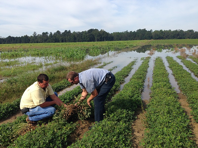 Thad Wimberly, left, and Jonathan Berry inspect the damage to a field of peanuts following record rainfall and flooding in Branchville, SC., Friday, Oct. 9, 2015. 