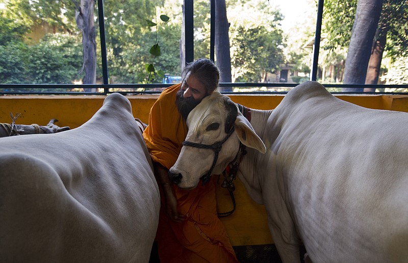 
              In this Friday, Oct. 9, 2015 photo, a Hindu temple priest Ram Mangal Das caresses a cow at his 'Gaushala' or shelter for cattle, in New Delhi, India. “We should drink cow’s milk, not its blood,” Das said. “If someone attacks mother cow, or eats it, then this sort of reaction should happen,” he said of the killing of a Muslim farmer who was rumored to have slaughtered cows, adding “It is justified.” (AP Photo/Saurabh Das)
            