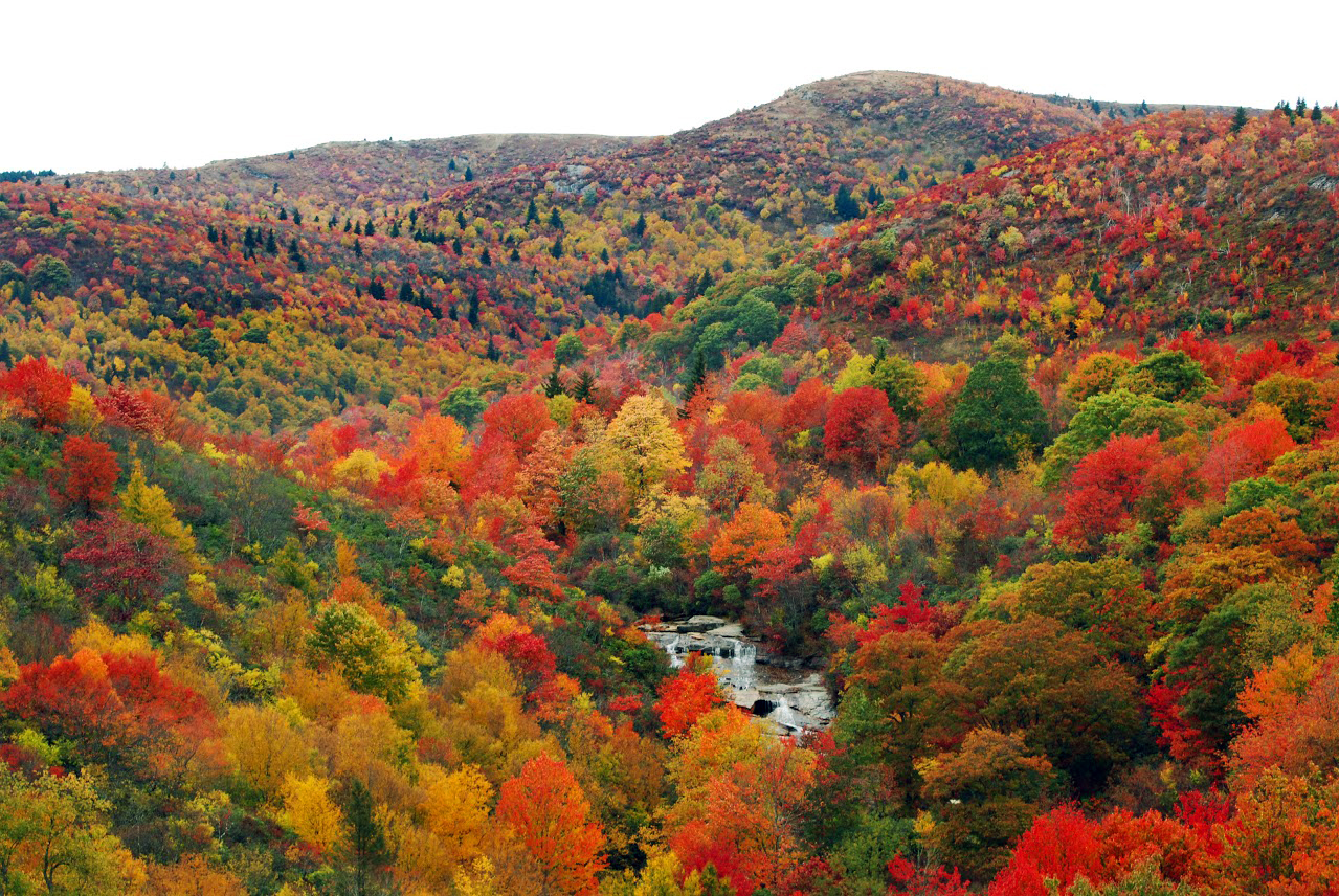 This undated image provided by the Asheville Convention & Visitors Bureau shows fall color along the Blue Ridge Parkway not far from Asheville, N.C., in an area called Graveyard Fields. Asheville offers an interesting mix of urban attractions including restaurants, the River Arts District and historic sites, but its location also offers easy access to the great outdoors. (FallintheMountains.com/Asheville Convention & Visitors Bureau via AP)