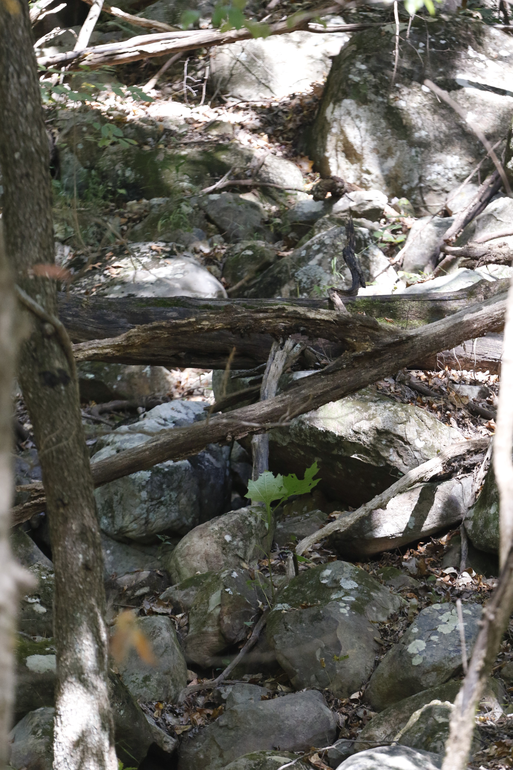 Staff Photo by Dan Henry / The Chattanooga Times Free Press- 10/19/15. The Johnson's Crook Valley near the Georgia-Alabama border in Rising Fawn, Ga., as seen on Monday, October 19, 2015. The Georgia-Alabama Land Trust and Southeastern Cave Conservancy, Inc., are partnering to create the largest cave preserve in Georgia consisting of 1,300 acres of land in the Johnson's Crook Valley.