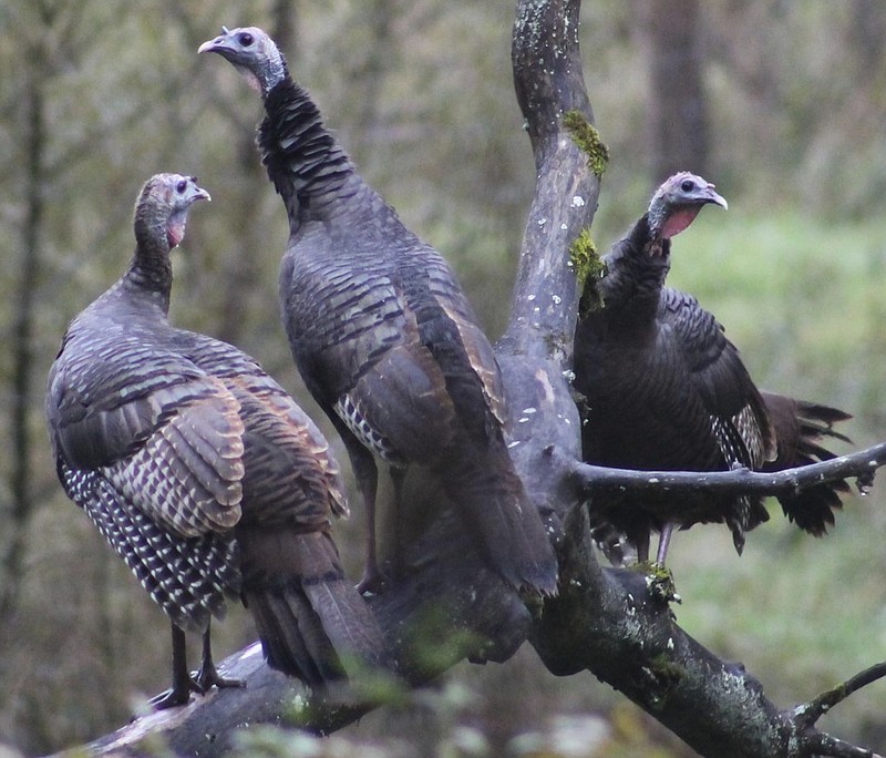 Fall turkey hunting provides a chance to enjoy the outdoors in beautiful weather, and that's true whether or not one brings home any game, writes outdoors columnist Larry Case.